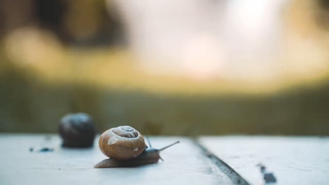 Snail close-up 🐌 🌿