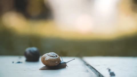 Snail close-up 🐌 🌿