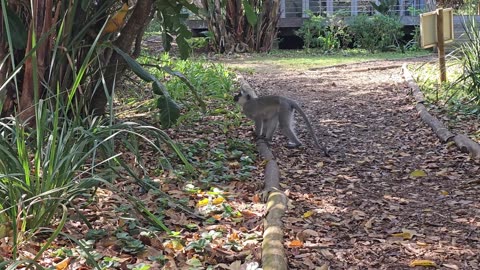 Monkey playing