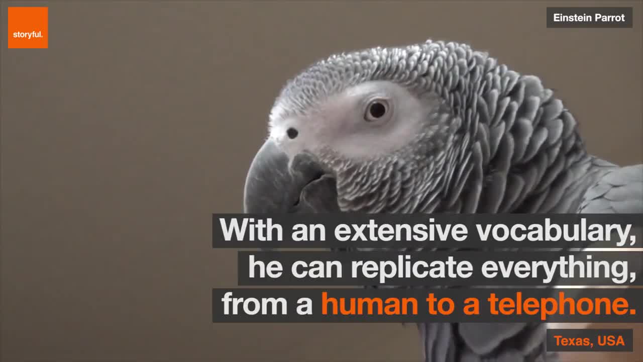 An Intelligent Talking Parrot .