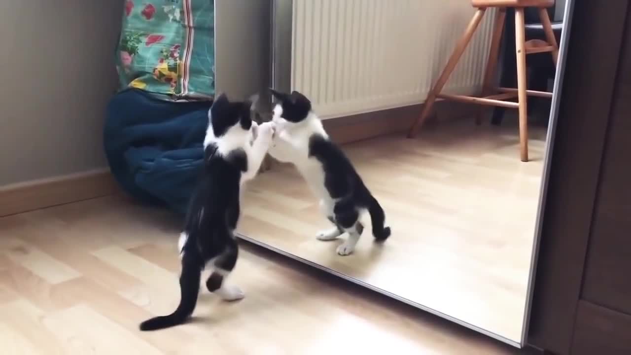 Funny cat, lovely cat and mirror