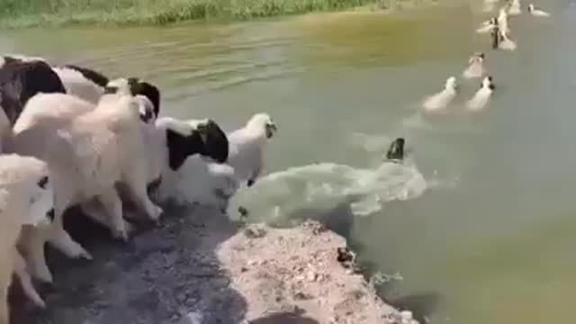 swimming sheep