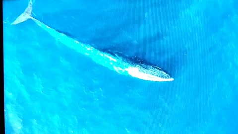 Majestic Whale swimming in the ocean comes up for air