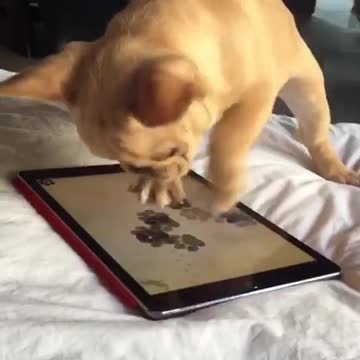 Cachorro de Frenchie juega intensamente a un juego en la tableta