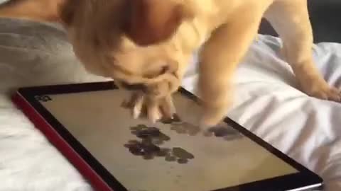 Cachorro de Frenchie juega intensamente a un juego en la tableta