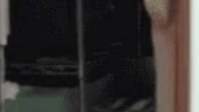 The dog's expression when it makes a mistake.