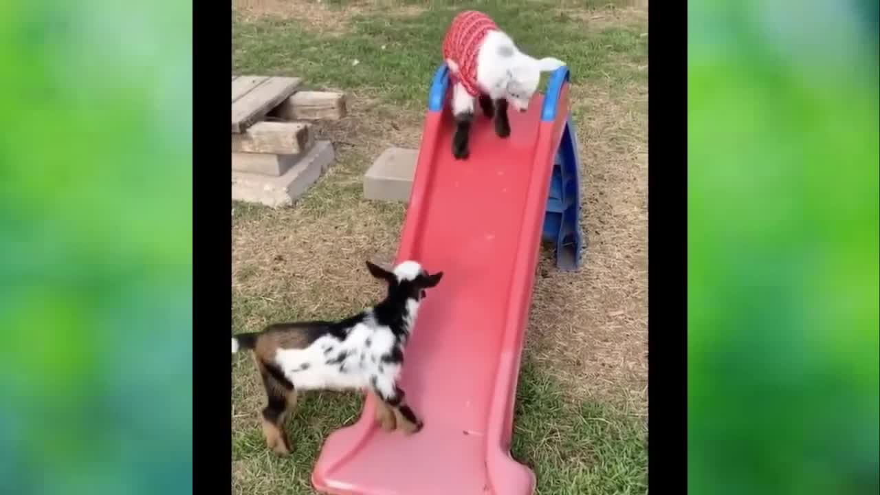 Funny animal video compilation