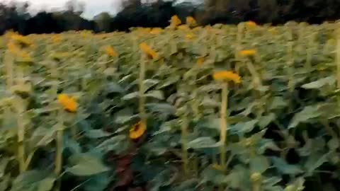 Sunflower field at sunset