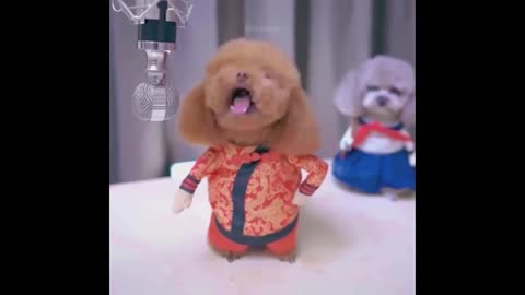 Newest Cats😹 and Dogs🐶