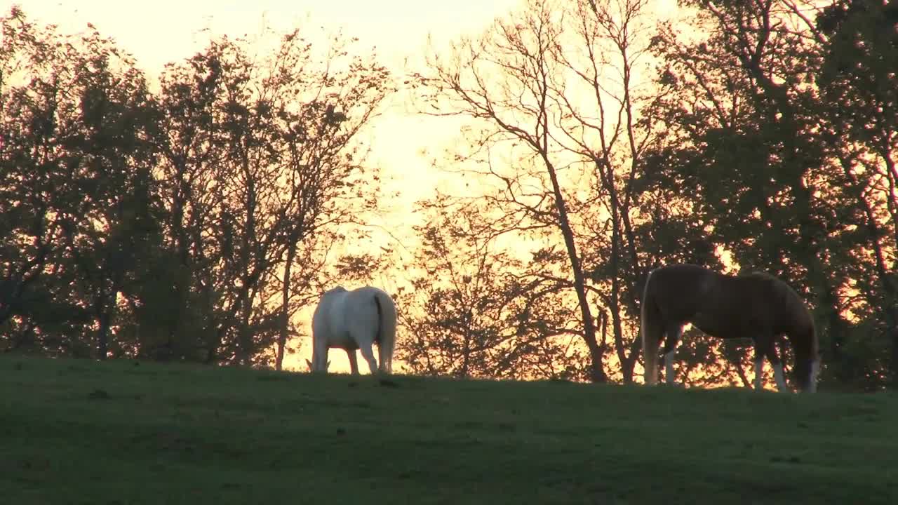 Horses In Field At Sunset