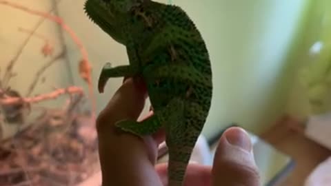 My chameleon