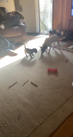 Adorable puppy playing