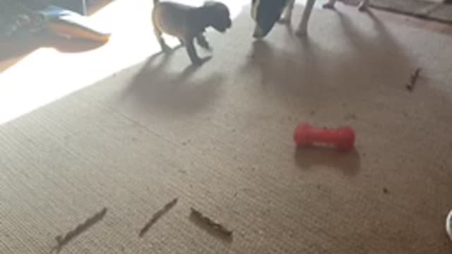 Adorable puppy playing