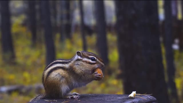 Little squirrels eat nuts