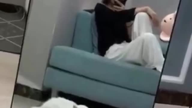 Watch this cats go crazy, really funny and cute