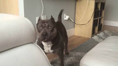 American Bully Dog Talks Back to Owner!