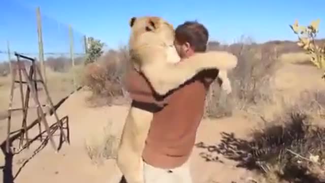 Lioness joyfully embraces her master