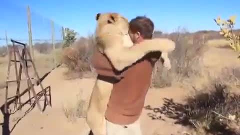 Lioness joyfully embraces her master