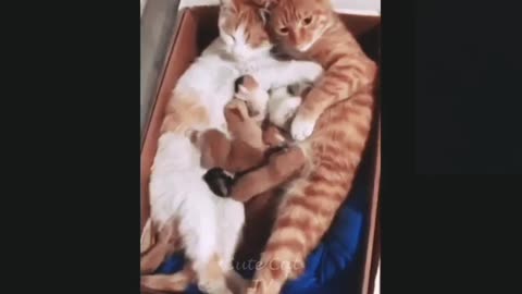 Funny cat moments too much laughter show