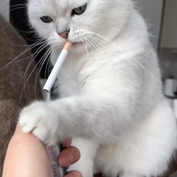 The kitten approaching the daddy cat to play with him was so cute.