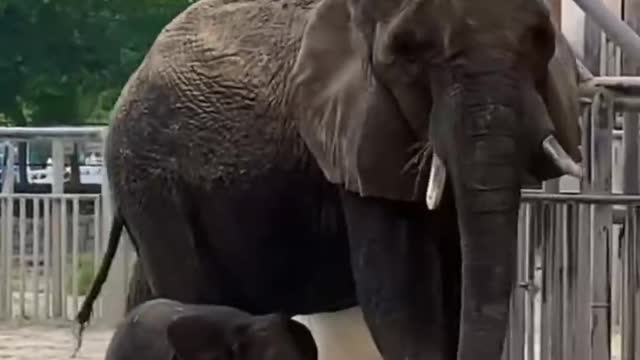 The elephant family