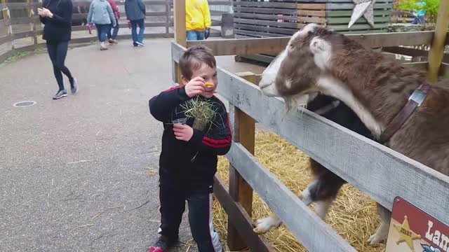 babies and the zoo