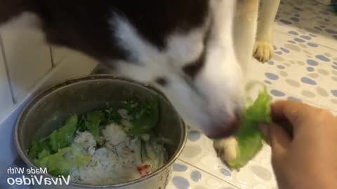 The husky dogs eat healthiest in the world