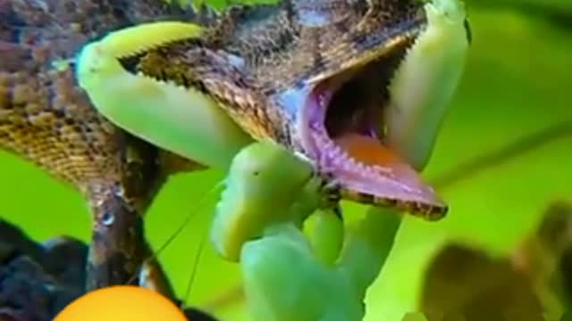Survival struggle Who wins in the end is a surprise.😮😮