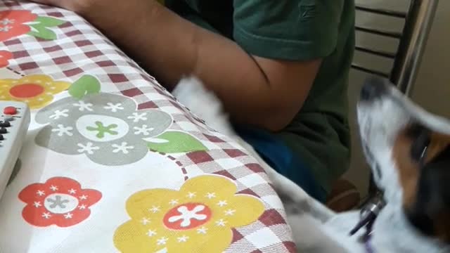 White dog reaches for green shirt owner's food at table