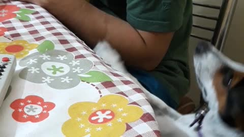 White dog reaches for green shirt owner's food at table