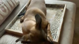 Mollie laying down on a tray