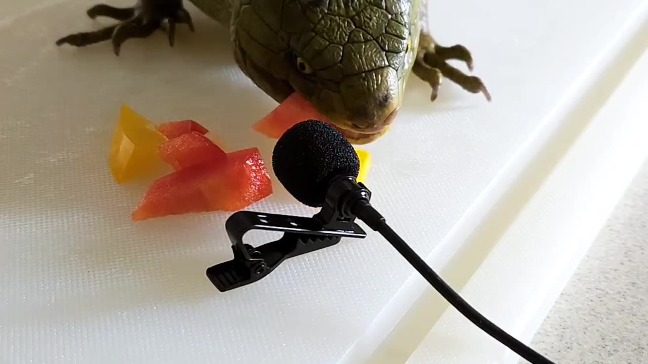 Lizard Eating ASMR