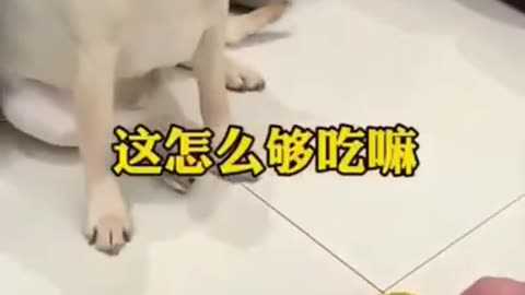 Smart dog