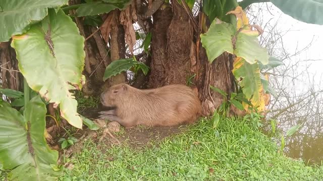 I found out a Giant hamster in a brazilian park!