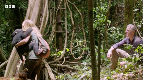 Young Chimp Learns How to Deal With a Snake Animals With Cameras BBC Earth