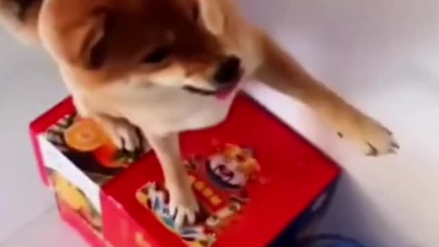 funny kitten video don't invade my area