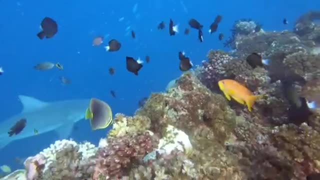 Friendly" bull sharks wait for scuba diver to come over the coral ledge