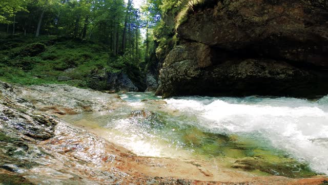 a river forest flowing through bed of rocks