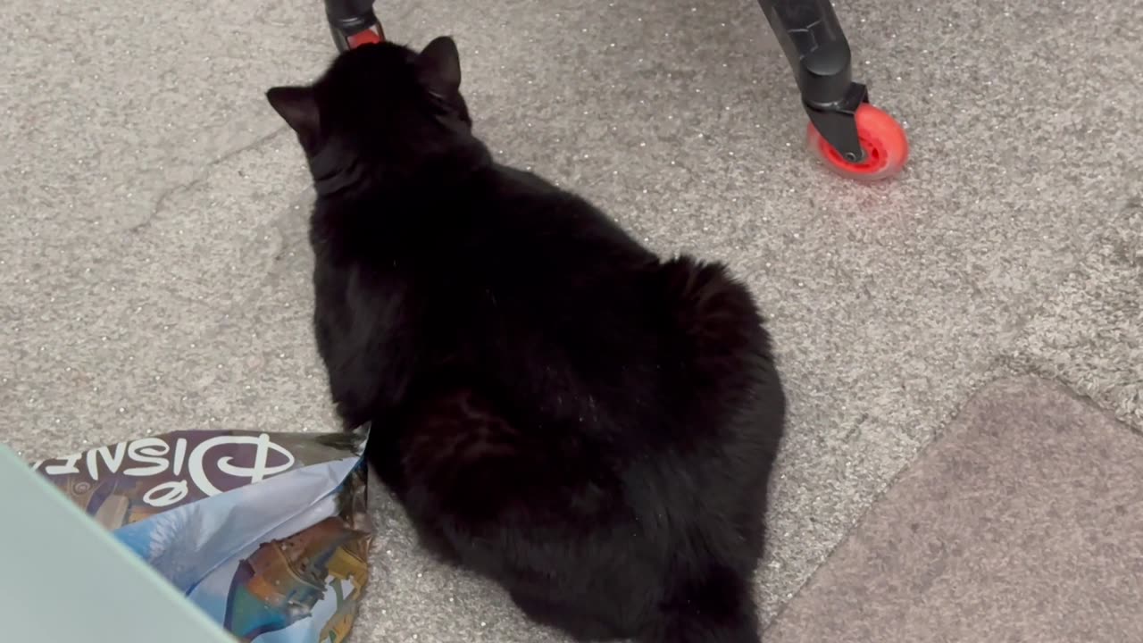 Cute Precious Piper Has a Reputation That Precedes Her - Adopting a Cat from a Shelter Vlog