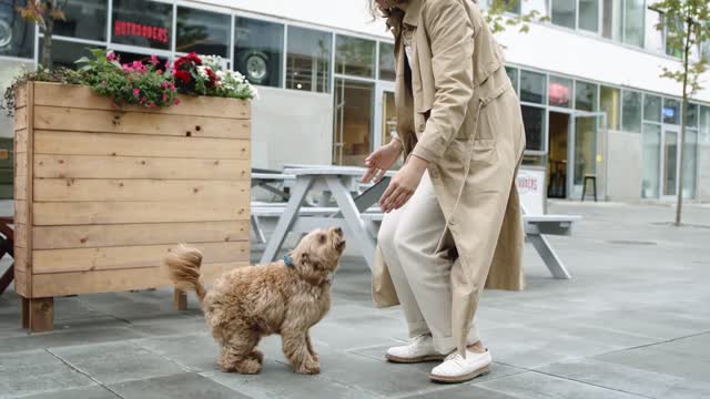 Funny Dog Videos. The hairy dog deftly jumps into the owner's arms!