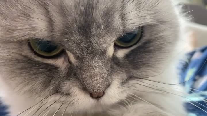 rushing cat