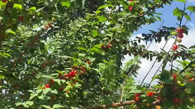 green tree safflower