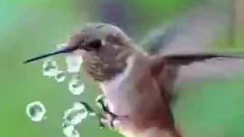 A Humming Bird Enjoying a Bath (no audio)