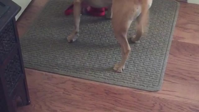 Dog with pink bandana picks up red leash and walks itself