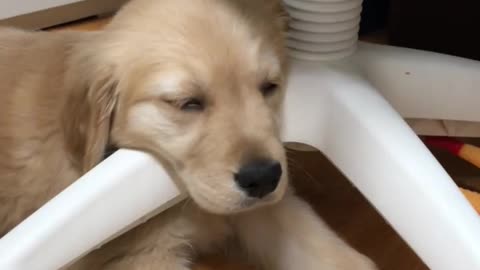 Sleeping baby retriever