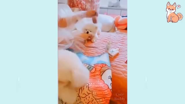 Cute Puppies Compilation of Cute Funny and Smart Dogs 2021