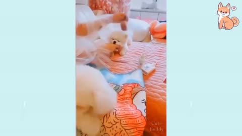 Cute Puppies Compilation of Cute Funny and Smart Dogs 2021