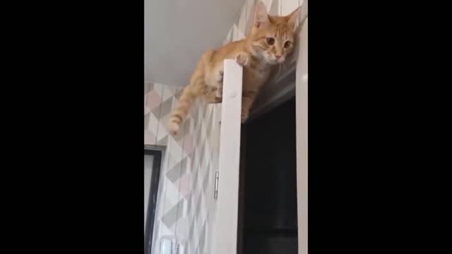 Funniest Cats Compilation - try not to laugh 😹