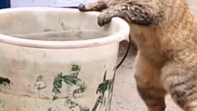 🥰Cute cat😼 funny video😍🥰