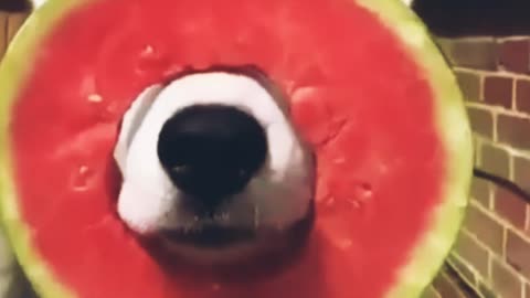 Funniest dog is entertaining with watermelon